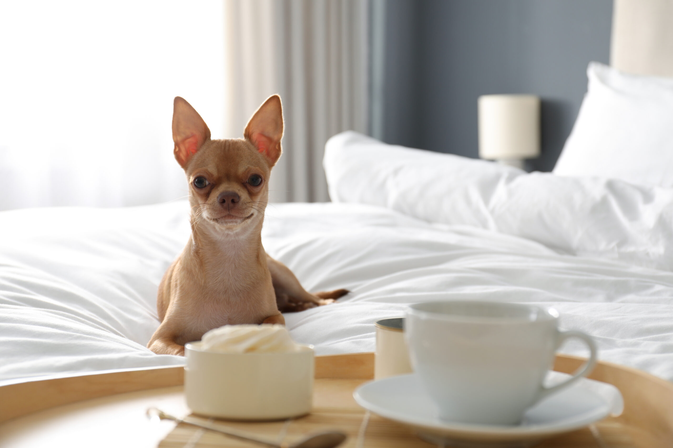 A tan chihuahua on a bed with a coffee and cake
