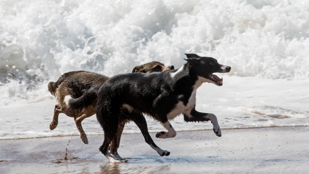 Day out in Brighton with dogs