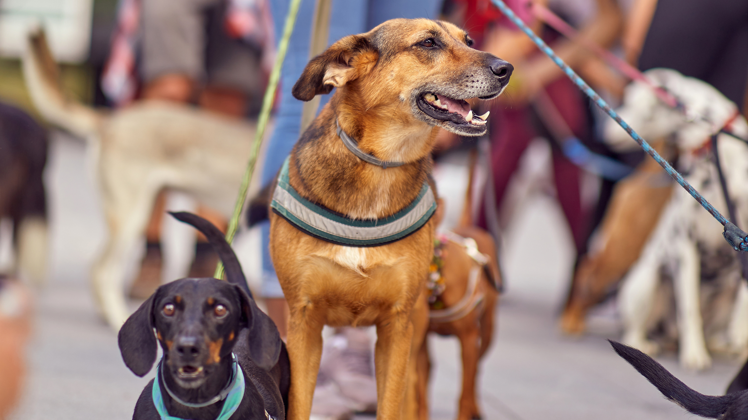 Dogs on Brighton Pier