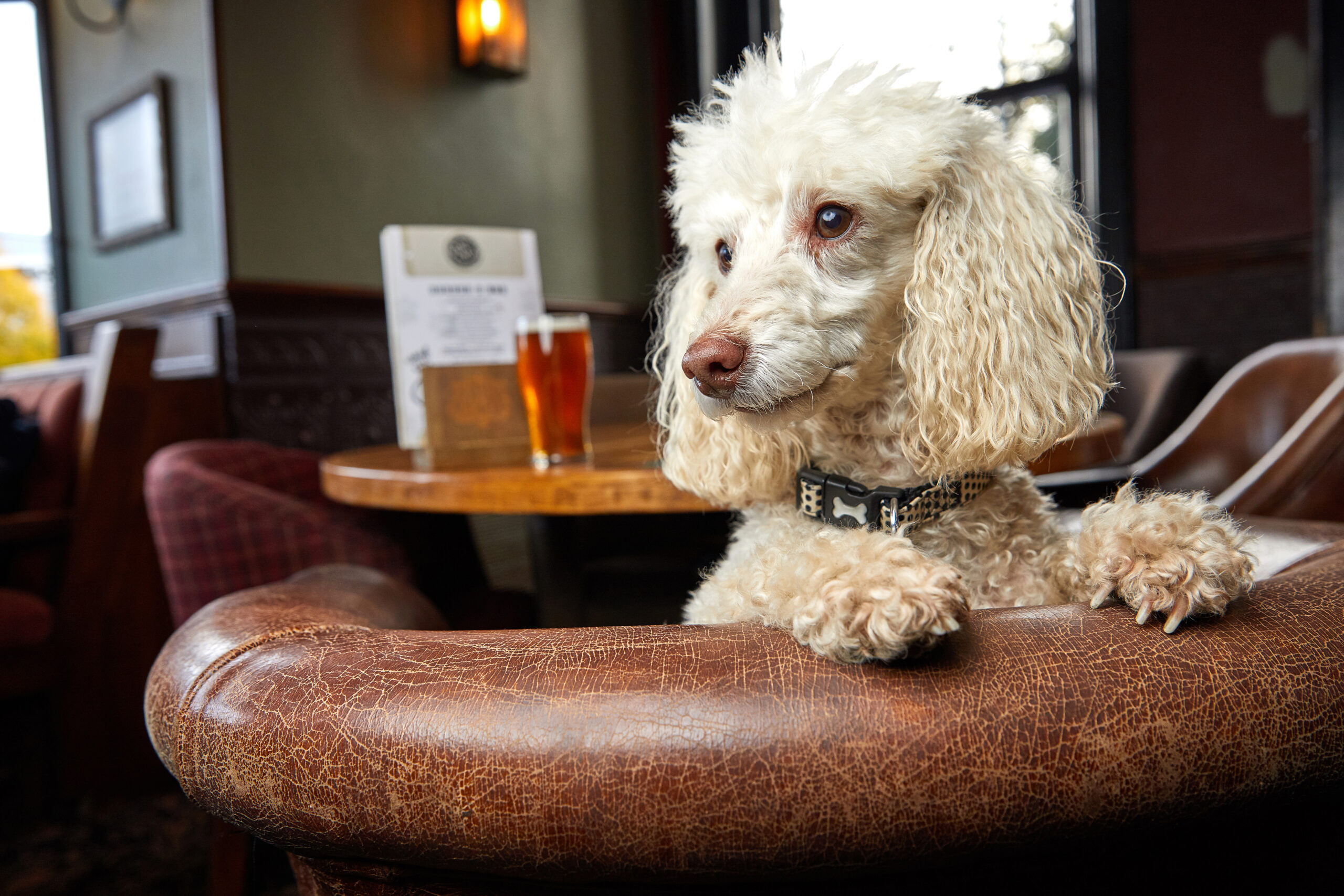 Dog sitting on a pub chair with a pint of beer on the table