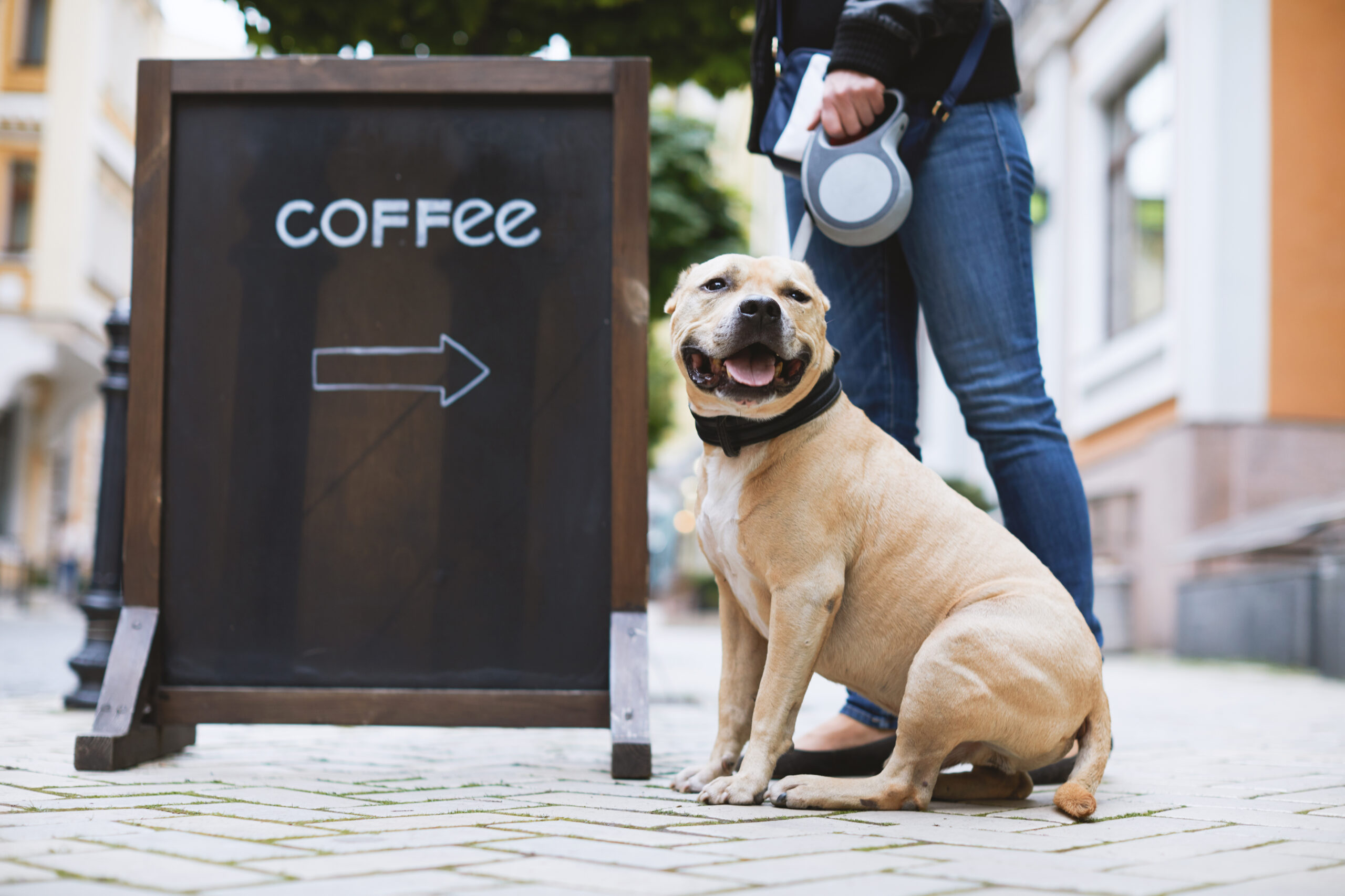 dog standing next to a coffee shop board on the street